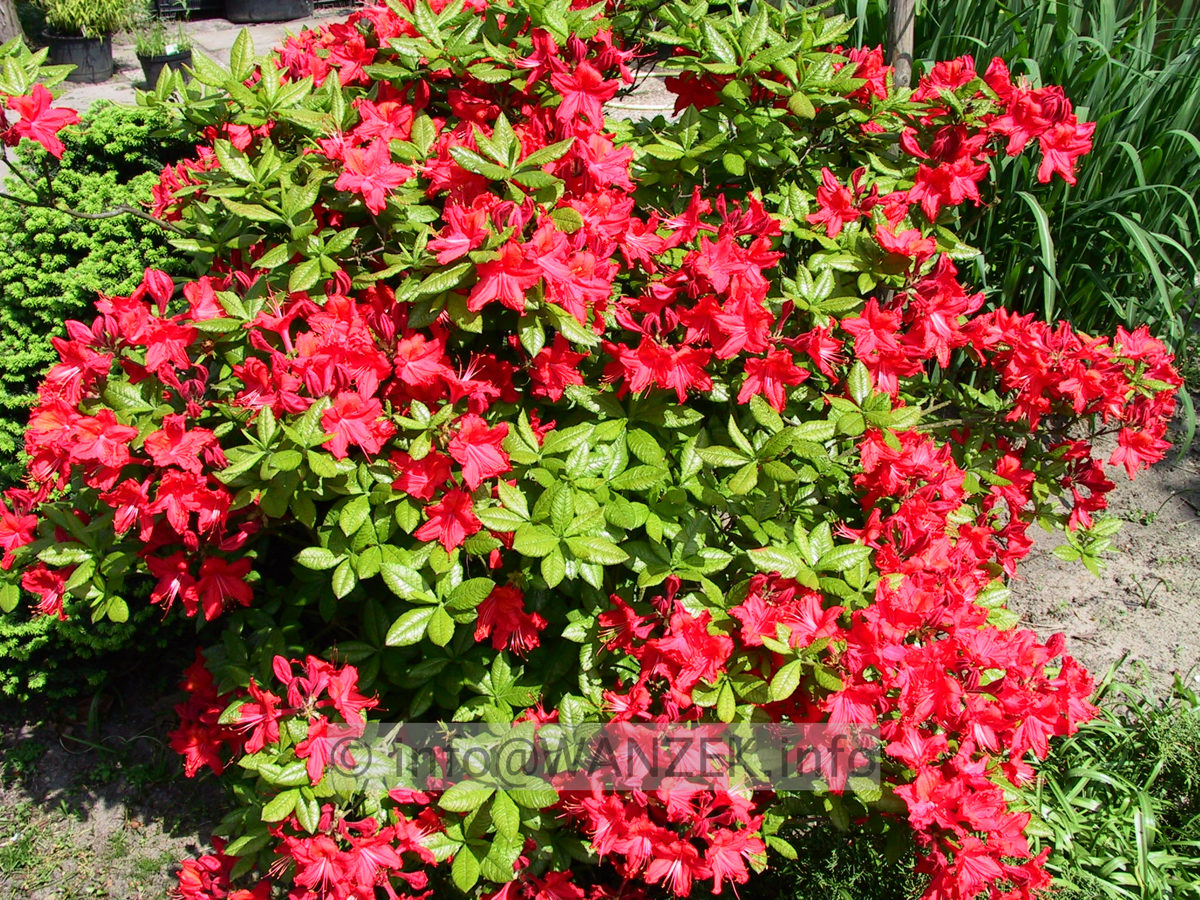 Azalea knaphill Royal Command 02.jpg